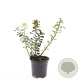 Spiraea betulifolia 'Tor' GM 1.5
