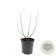 Spiraea betulifolia 'Tor' GM 1.5