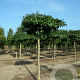 Liquidambar styraciflua 20-25 cm draadkluit 240 cm stam dakvorm