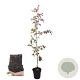 Fagus syl. 'Atropunicea' 80-100 cm 2,5L