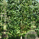Liquidambar styraciflua 20-25 cm draadkluit 50 cm stam schermvorm laag