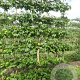 Liquidambar styraciflua 25-30 cm draadkluit 50 cm stam schermvorm laag