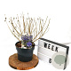Caryopteris cland. Sterling Silver 40-60 cm 3,0L