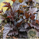 Physocarpus opulif. Panther 40-60 cm 3,0L