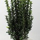 Euonymus jap. 'Green Spire' 60-80 cm 5,0L