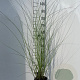 Miscanthus sin. 'Kleine Fontäne' GM 2,0L