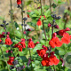 Salvia microphylla microphylla GM 2,0L