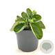 Sedum 'Matrona' GM 2,0L