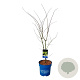 Acer Arctic Jade 100-125 cm 15L