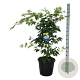 Acer Arctic Jade 100-125 cm 30L extra