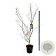 Acer Arctic Jade 175-200 cm 30L extra