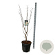 Acer griseum 125-150 cm 30L extra