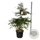 Acer Ice Dragon 150-175 cm cont. 55L extra