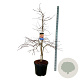Acer Ice Dragon 150-175 cm cont. 55L extra
