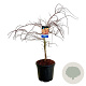 Acer Ice Dragon 80-100 cm 30L breed extra