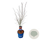 Acer North Wind 100-125 cm 15L