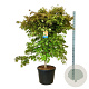 Acer North Wind 175-200 cm cont. 90L extra