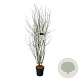 Acer palmatum 125-150 cm 15L