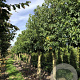 Liquidambar styraciflua 25-30 HO draadkluit