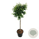Betula pendula 'Magical Globe' 90 cm stam 15L