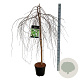 Betula p. 'Youngii' 120 cm stam 15L