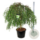 Betula p. 'Youngii' 120 cm stam cont. 90L extra