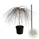 Betula p. 'Youngii' 120 cm stam cont. 90L extra