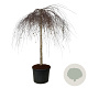 Betula p. 'Youngii' 180 cm stam cont. 130L extra