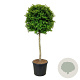 Carpinus betulus 125 cm stam cont. 90L