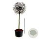 Carpinus betulus 200 cm stam cont. 500L