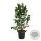 Callicarpa bod. 'Profusion' 170-200 cm cont. 55L extra
