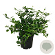 Calycanthus 'Venus' 60-80 cm 30L extra