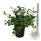 Calycanthus 'Venus' 60-80 cm 30L extra