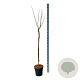 Cercis chinensis 'Avondale' 120 cm stam 15L