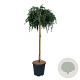 Cedrus deod. 'Feelin' Blue' 90 cm stam 15L