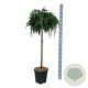 Cedrus deod. 'Feelin' Blue' 90 cm stam 15L