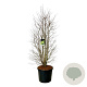 Cercidiphyllum japonicum 200-250 cm cont. 90L extra