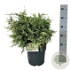 Chamaecyparis l. 'Pearly Swirls' 40-50 cm 6L