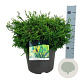 Chamaecyparis o. 'Gitte' 30-40 cm 6,5L