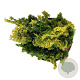 Chamaecyparis o. 'Meroki Twin' 30-40 cm 6,5L