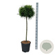 Chamaecyparis p. 'Sungold' 90 cm stam 15L