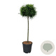 Chamaecyparis p. 'Sungold' 90 cm stam 15L