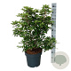 Clethra barbinervis 80-100 cm 14L