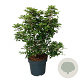 Clethra barbinervis 80-100 cm 14L