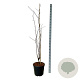 Cladrastis kentukea 175-200 cm 30L extra