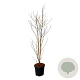 Clerodendrum trichotomum fargesii 175-200 cm 30L extra