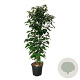 Clerodendrum trichotomum fargesii 175-200 cm 30L extra