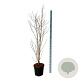 Clerodendrum trichotomum fargesii 175-200 cm 30L extra