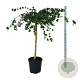 Corylus a. Purple Umbrella 120 cm stam cont. 55L extra