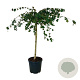 Corylus a. Purple Umbrella 120 cm stam cont. 55L extra
